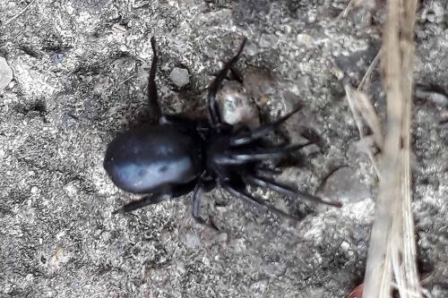 Zelotinae